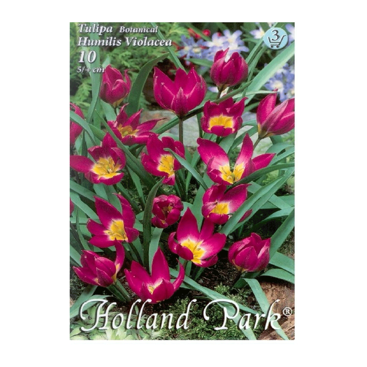 Bulbi Lalele Violacea 10 buc