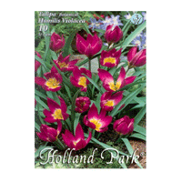 Thumbnail for Bulbi Lalele Violacea 10 buc