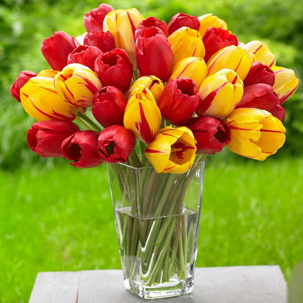 Bulbi Lalele La Courtine 7 buc