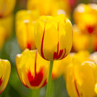 Thumbnail for Bulbi Lalele La Courtine 7 buc