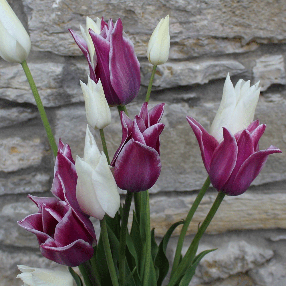 Bulbi Lalele Claudia 6 buc