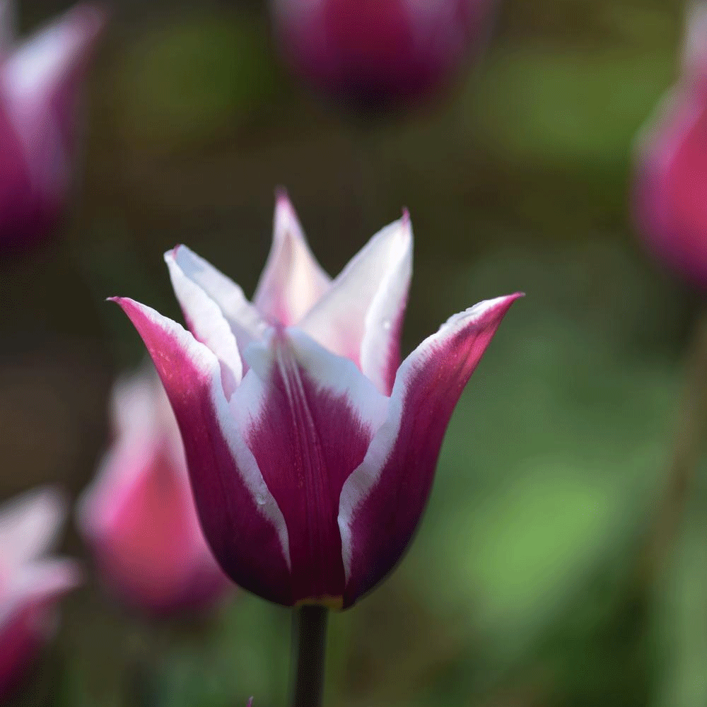 Bulbi Lalele Claudia 6 buc