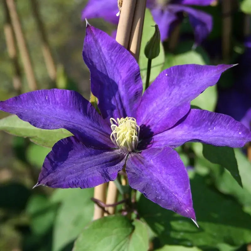 Clematis Daniel Deronda