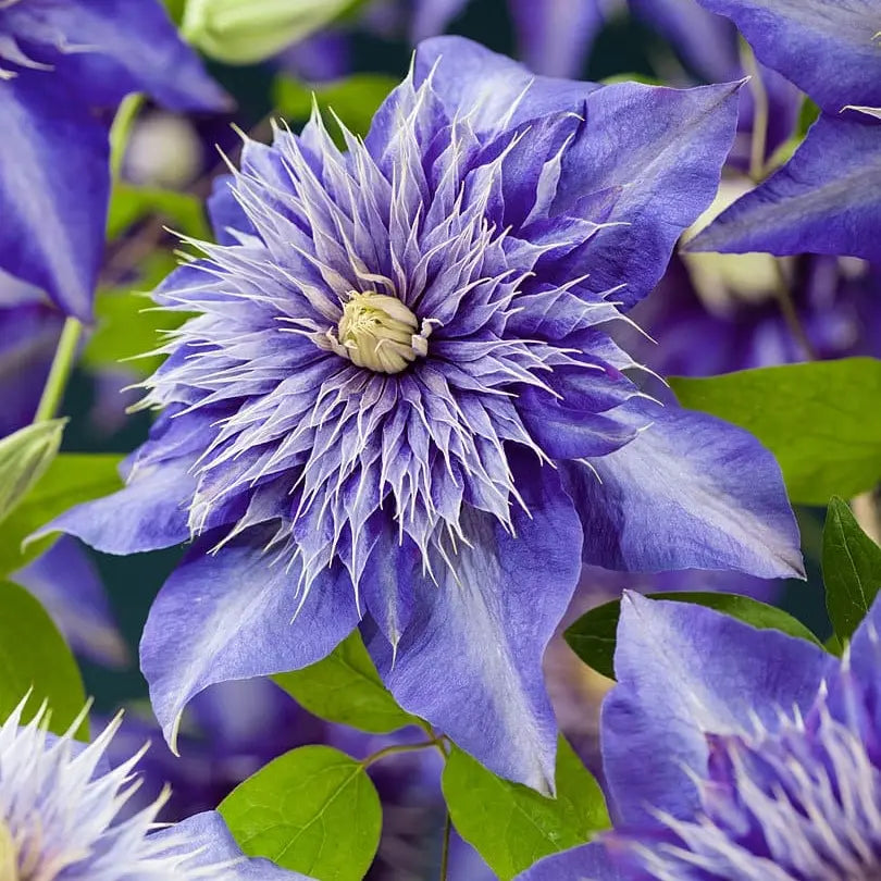 Clematis Multi Blue