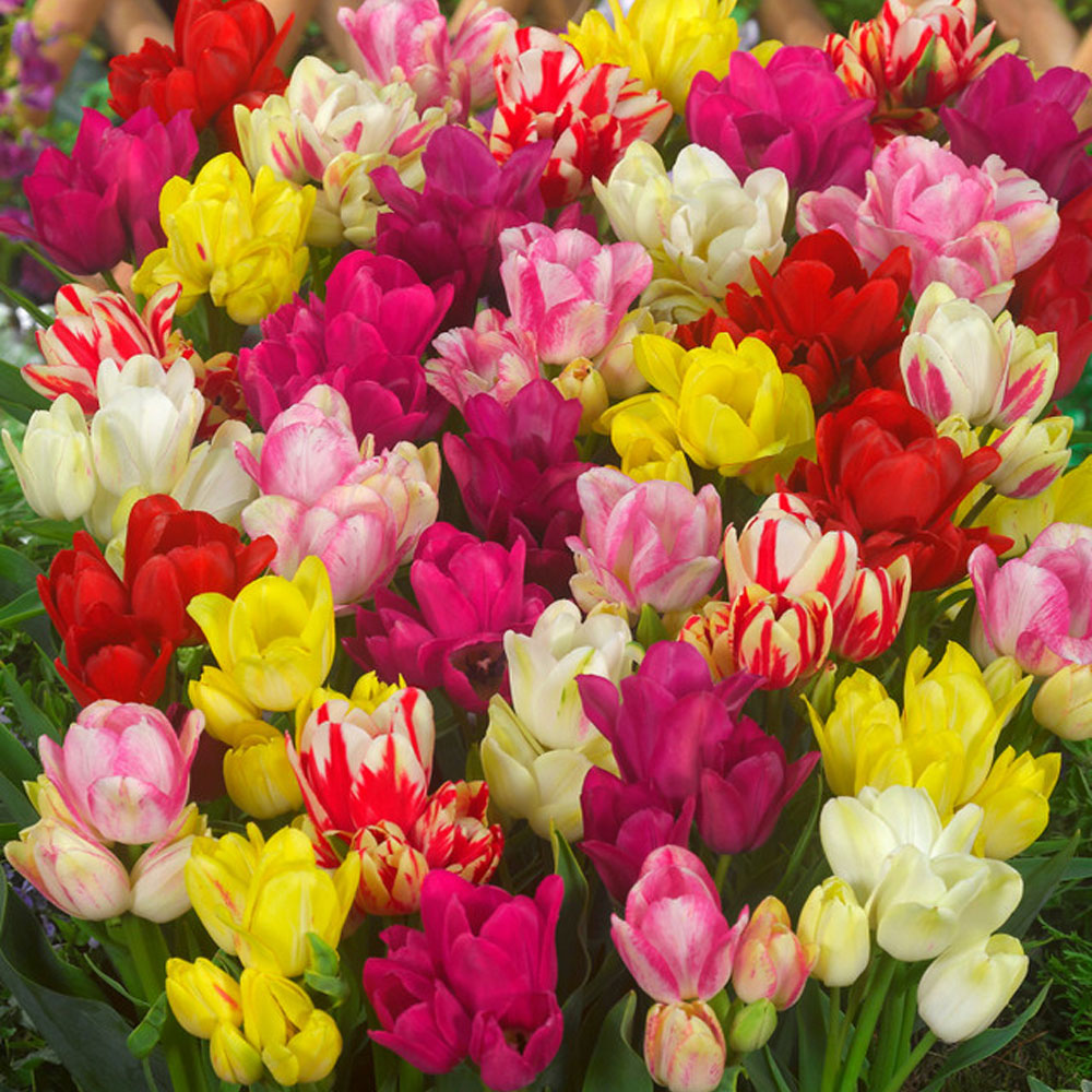 Bulbi Lalele Club mixed 6 buc