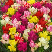 Thumbnail for Bulbi Lalele Club mixed 6 buc