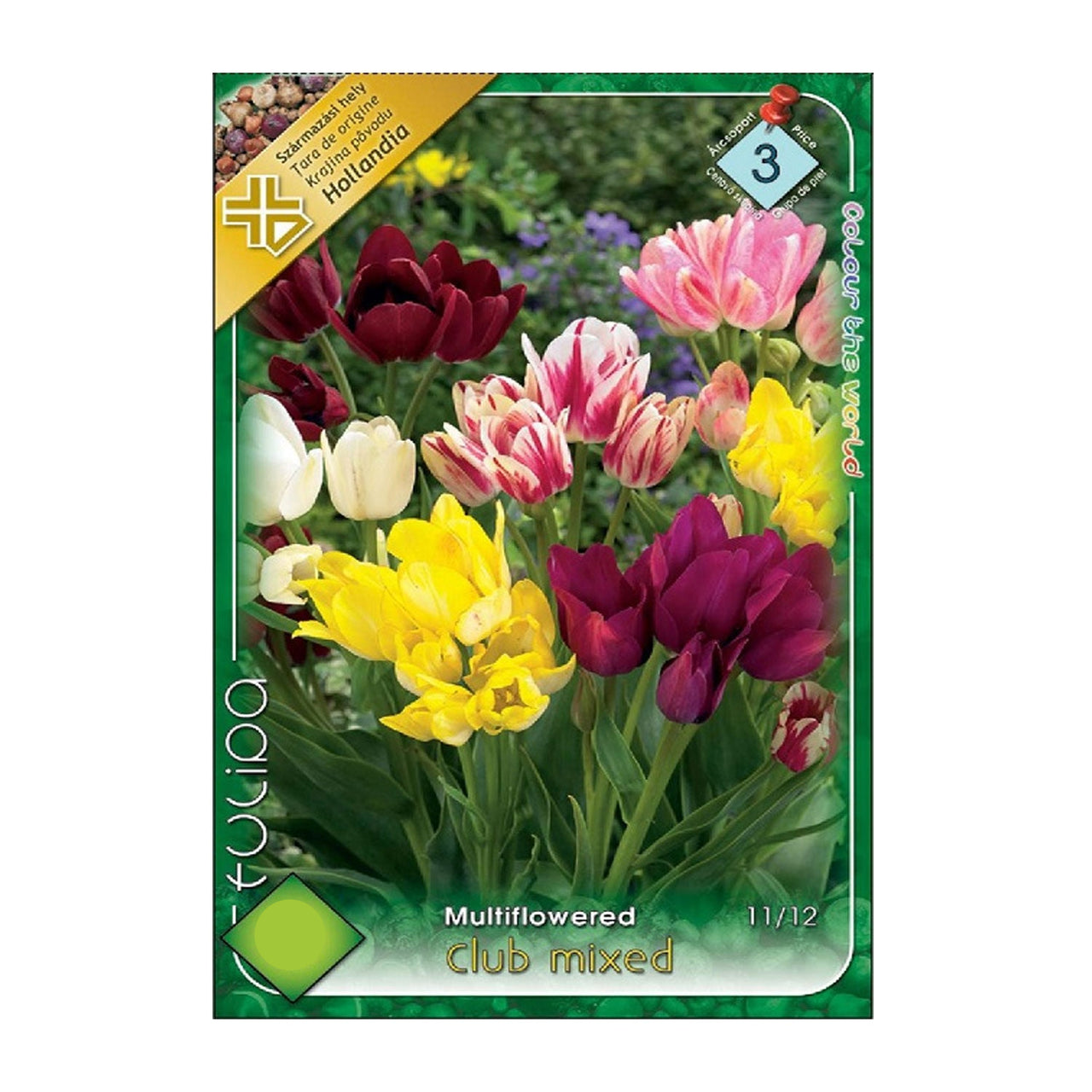 Bulbi Lalele Club mixed 6 buc