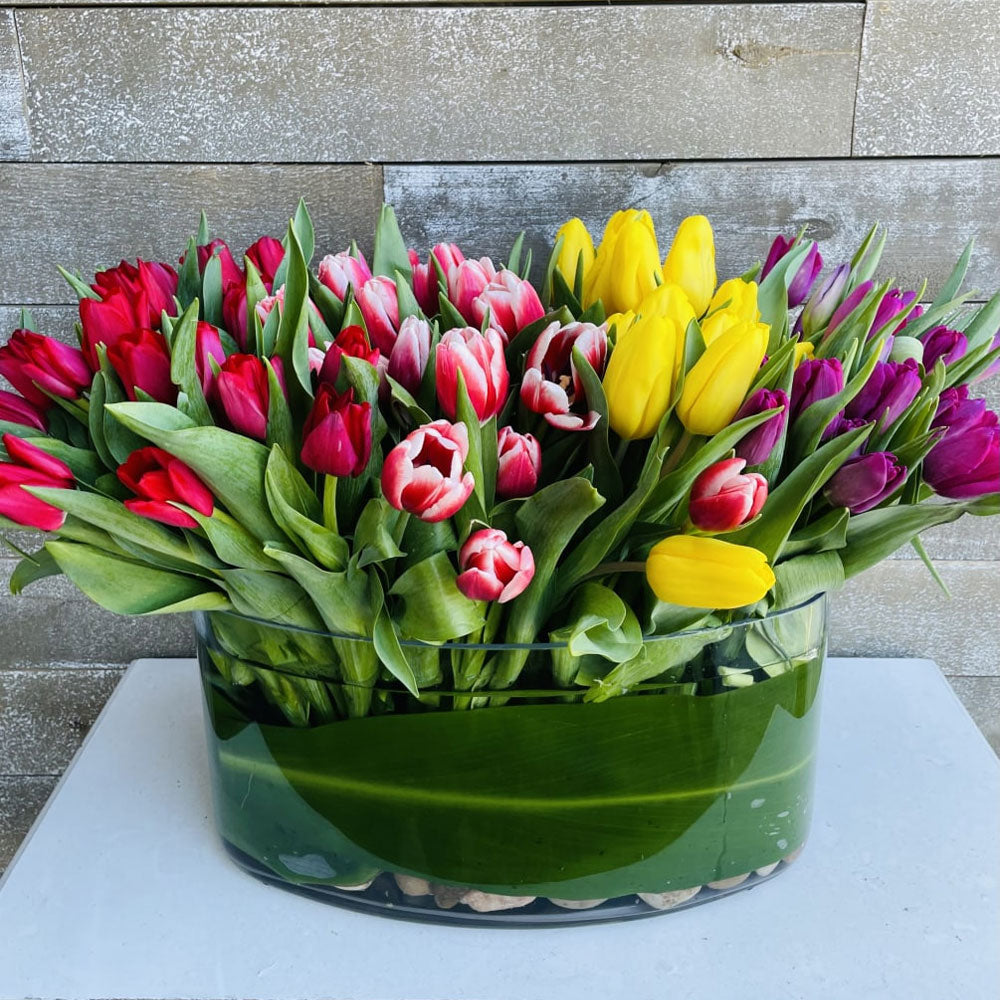 Bulbi Lalele Club mixed 6 buc