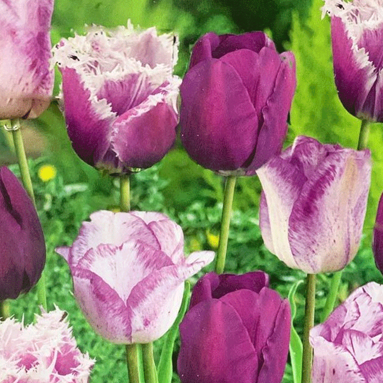 Colectia Bulbi Lalele Mov 3x5 buc