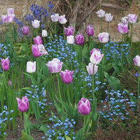 Thumbnail for Colectia Bulbi Lalele Mov 3x5 buc