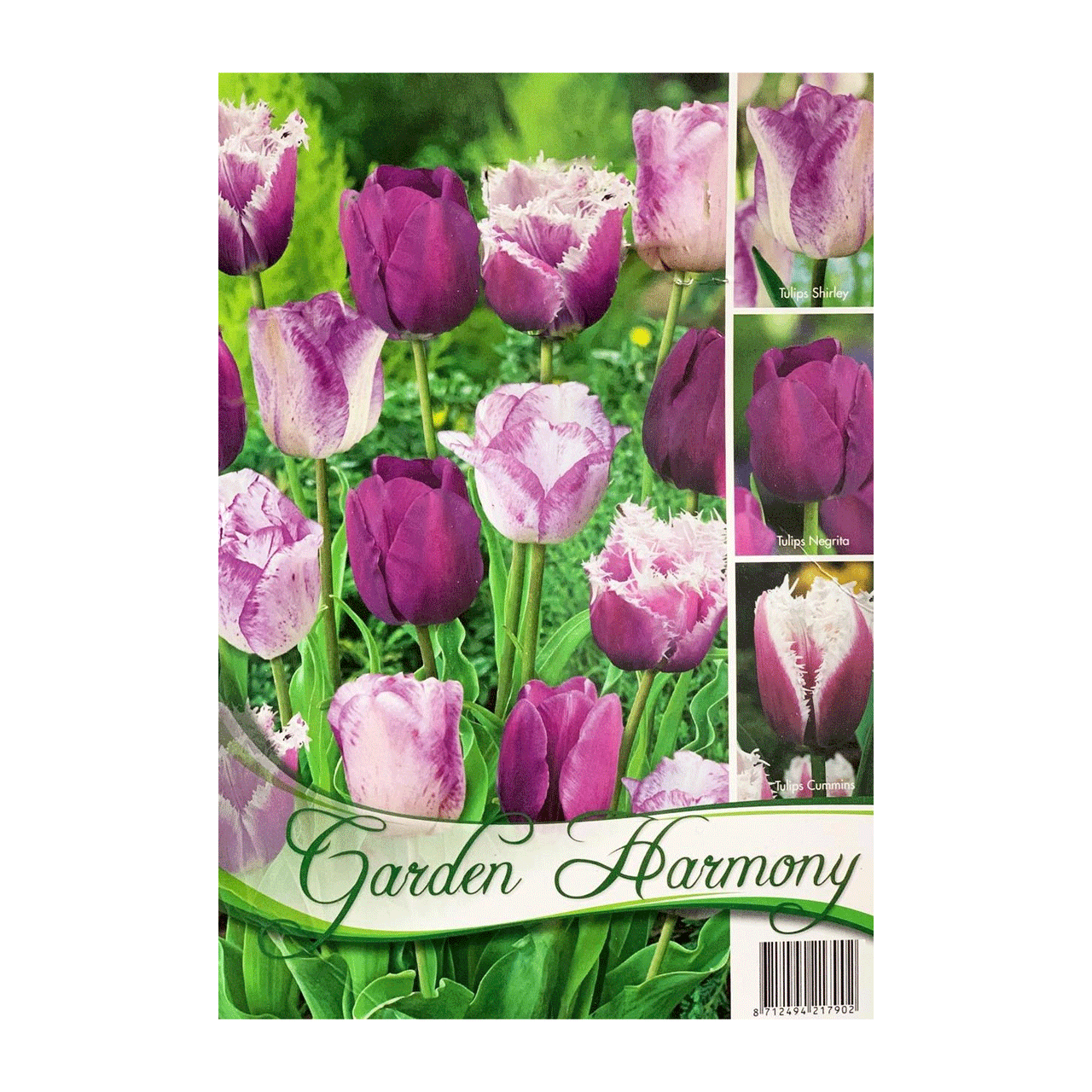 Colectia Bulbi Lalele Mov 3x5 buc