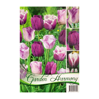 Thumbnail for Colectia Bulbi Lalele Mov 3x5 buc