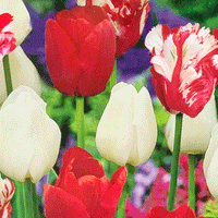 Thumbnail for Colectia Bulbi Lalele Rosu-Alb 3x5 buc