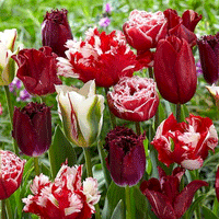 Thumbnail for Colectia Bulbi Lalele Rosu-Alb 3x5 buc