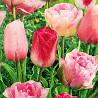 Thumbnail for Colectia Bulbi Lalele Roz 3x5 buc