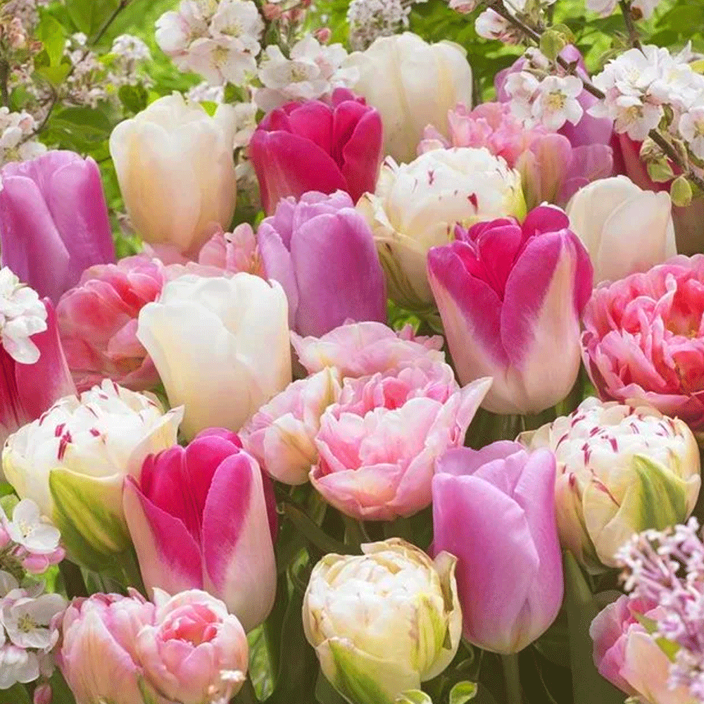 Colectia Bulbi Lalele Roz 3x5 buc