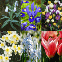 Thumbnail for Colectia Bulbi Spring Starting 50 buc