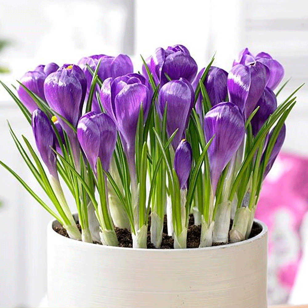Bulbi Crocusi Remembrance 8 buc
