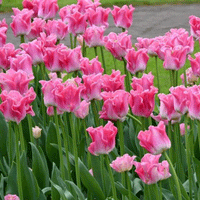 Thumbnail for Bulbi Lalele Crown of Dynasty 6 buc