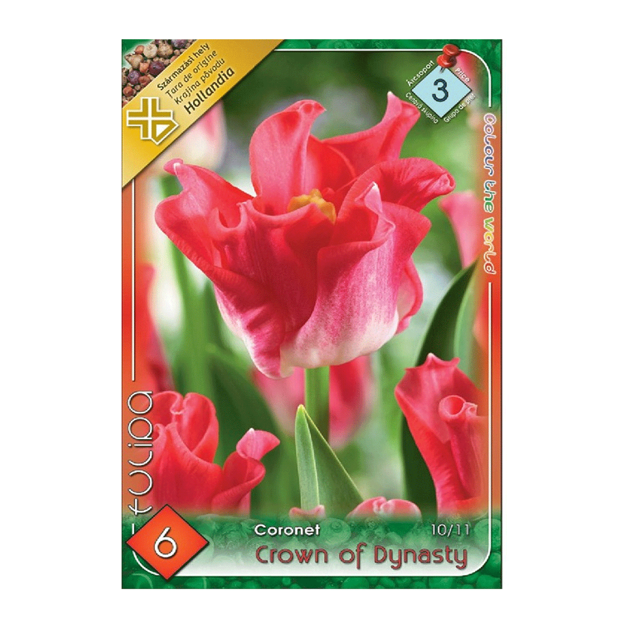 Bulbi Lalele Crown of Dynasty 6 buc