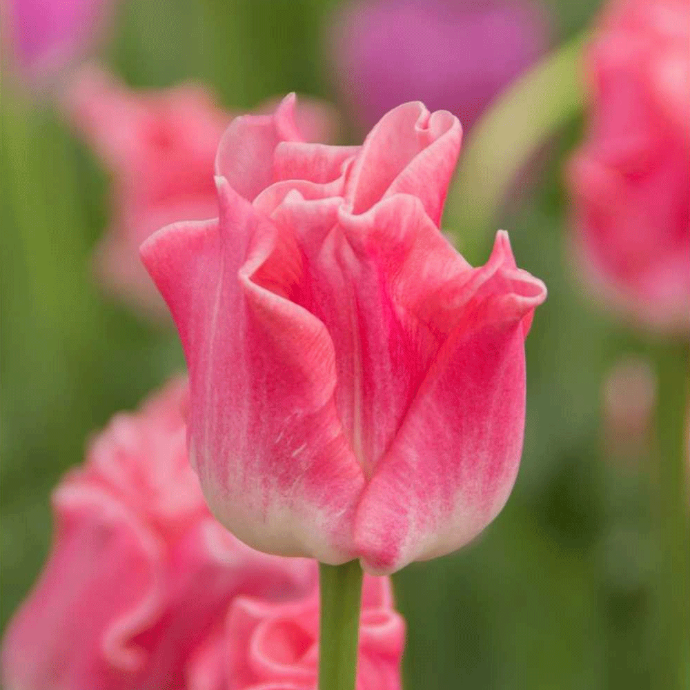 Bulbi Lalele Crown of Dynasty 6 buc