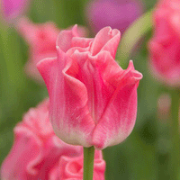 Thumbnail for Bulbi Lalele Crown of Dynasty 6 buc