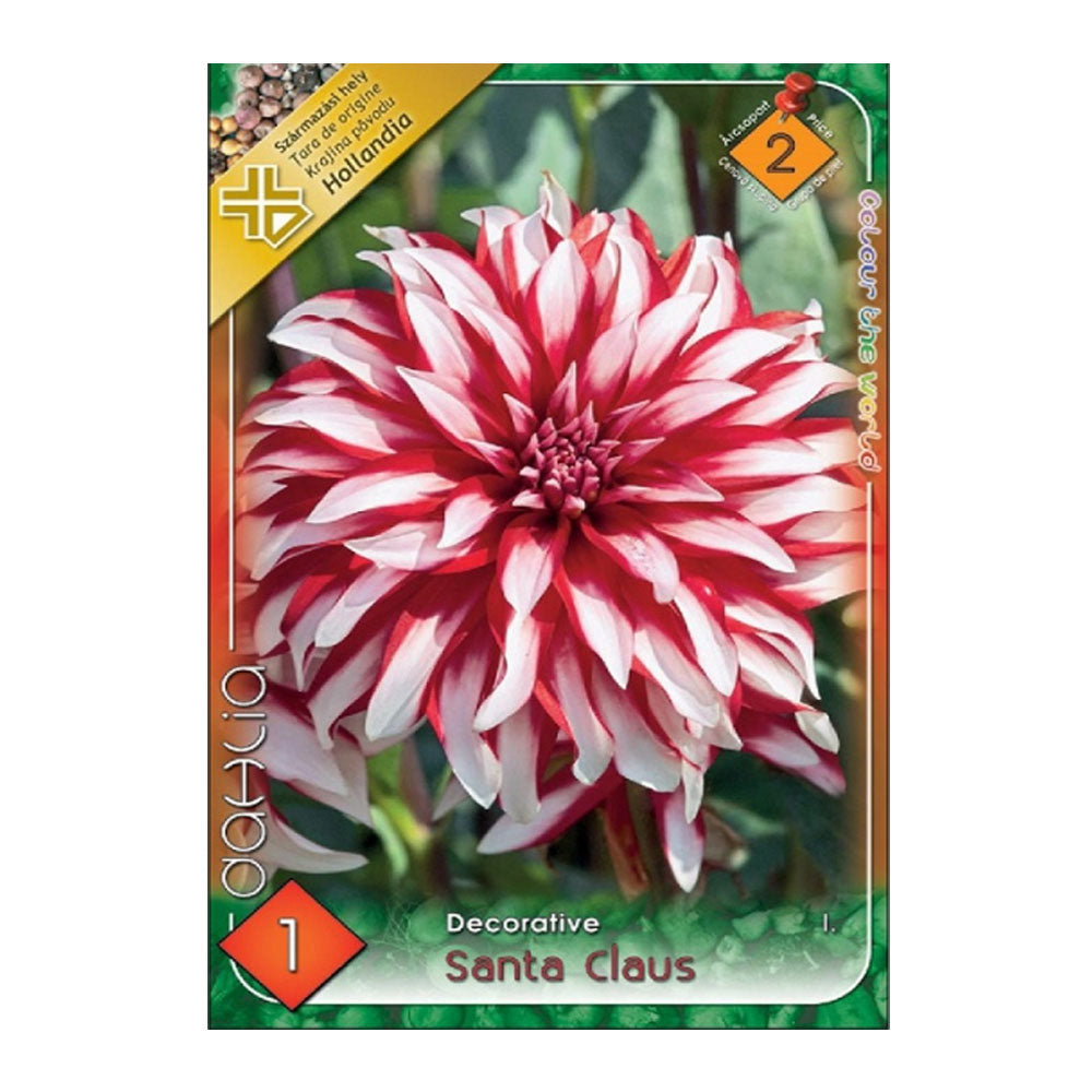 Bulbi Dalii Santa Claus 1 buc
