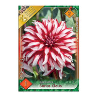 Thumbnail for Bulbi Dalii Santa Claus 1 buc