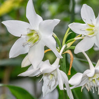 Thumbnail for Bulbi Eucharis Amazonica 1 buc