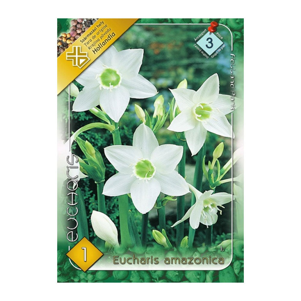 Bulbi Eucharis Amazonica 1 buc