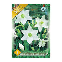 Thumbnail for Bulbi Eucharis Amazonica 1 buc