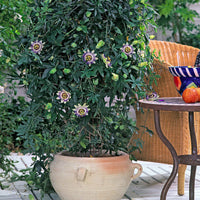 Thumbnail for Seminte flori Floarea pasiunii (Passiflora caerulea) albastra 3sem