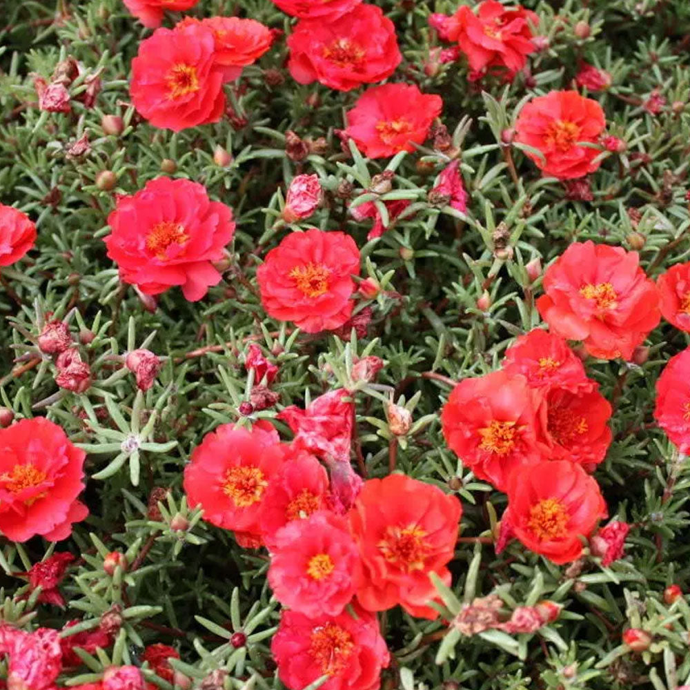 Seminte flori de Piatra duble (Portulaca grandiflora) Rosii 0,1g