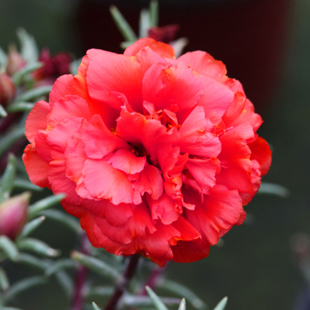 Seminte flori de Piatra duble (Portulaca grandiflora) Rosii 0,1g