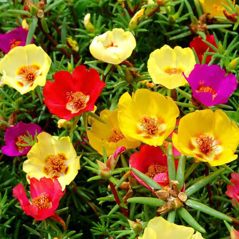 Seminte flori de Piatra Simple (Portulaca grandiflora Hook.) Mix 0,4g