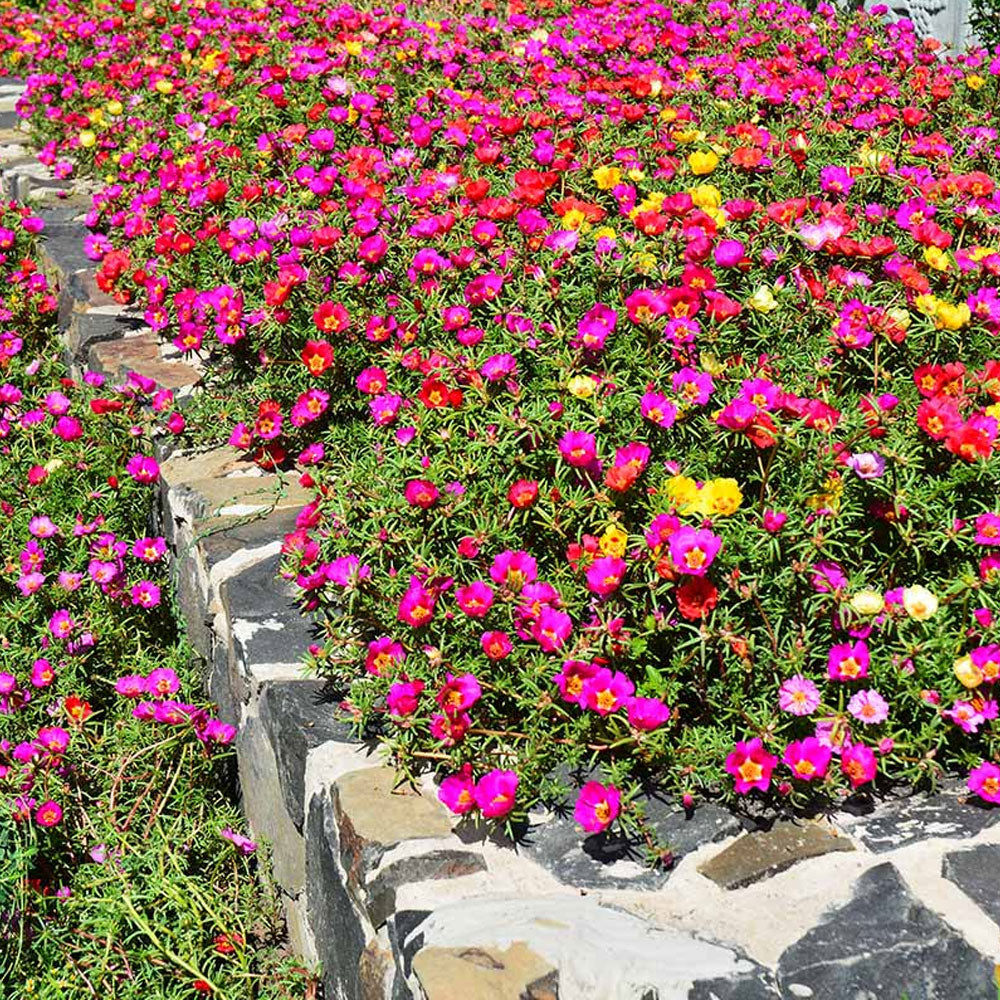 Seminte flori de Piatra Simple (Portulaca grandiflora Hook.) Mix 0,4g