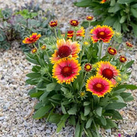 Thumbnail for Seminte flori Futurasi (Gaillardia aristata) mix 1g