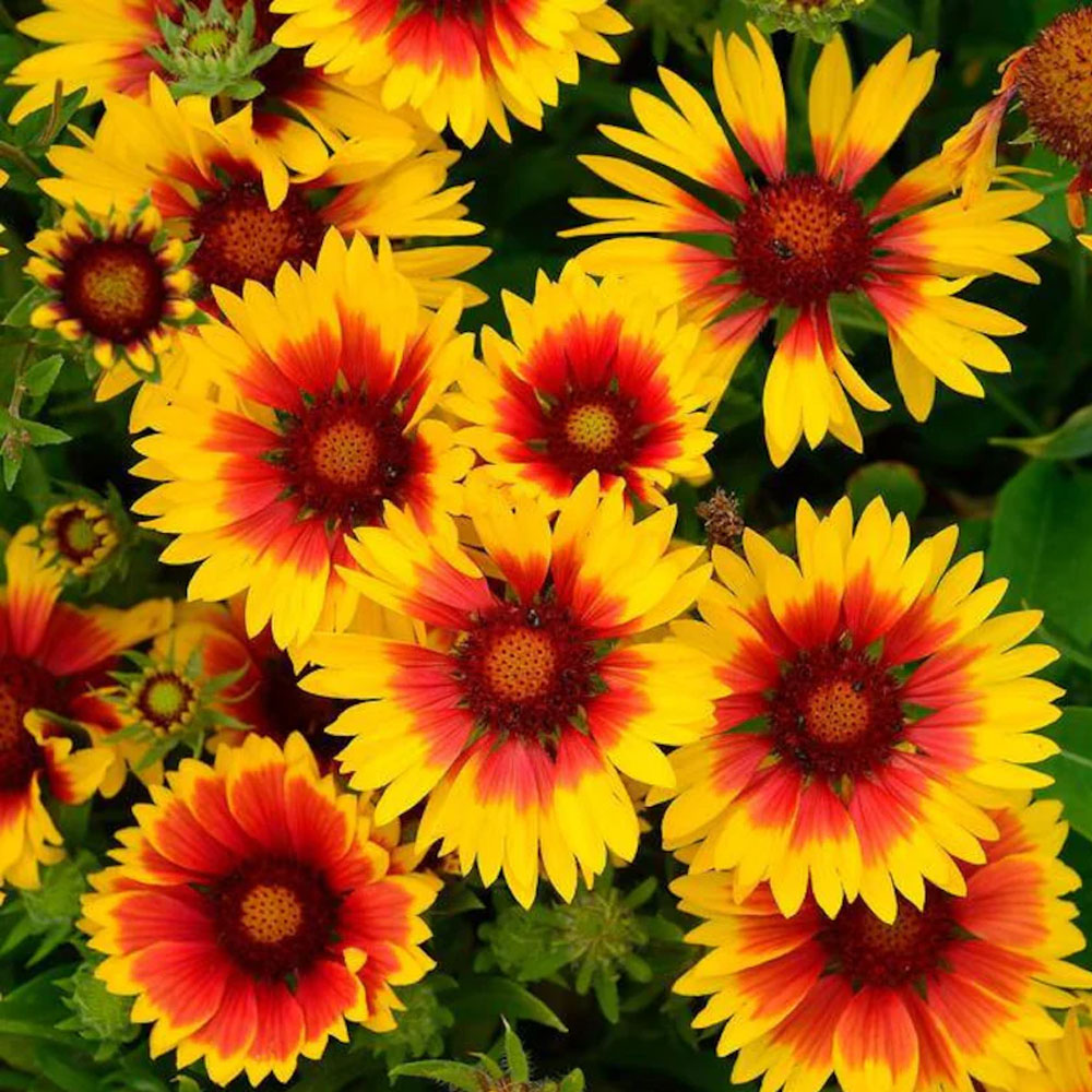 Seminte flori Futurasi (Gaillardia aristata) mix 1g