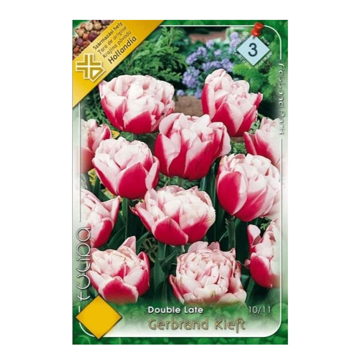 Bulbi Lalele Gerbrandt Kieft 8 buc