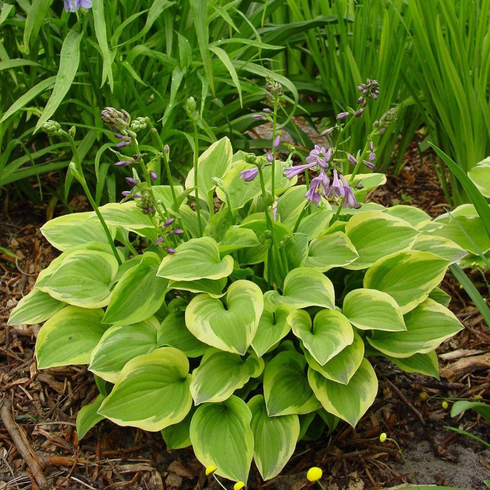 Bulbi Hosta Golden Tiara 1 buc