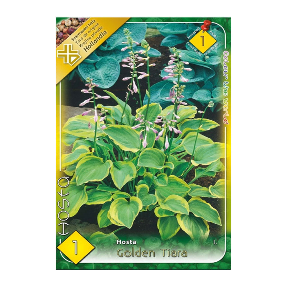 Bulbi Hosta Golden Tiara 1 buc