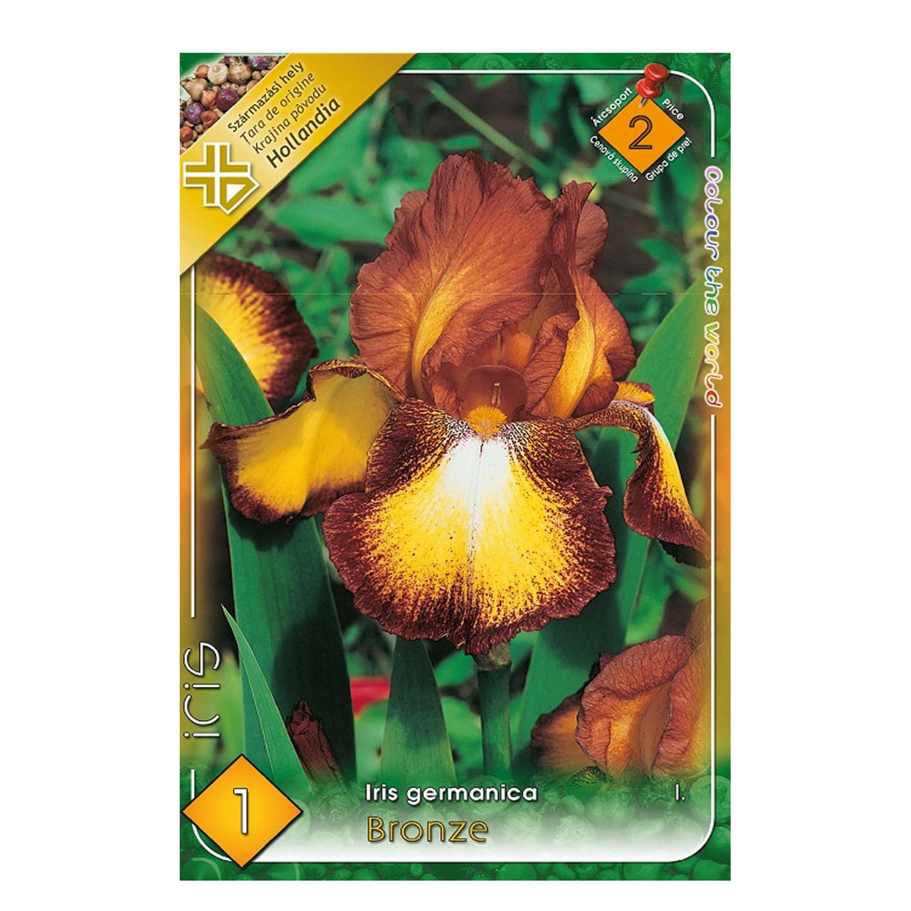 Bulbi Iris germanica Bronze 1 buc