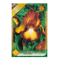 Thumbnail for Bulbi Iris germanica Bronze 1 buc