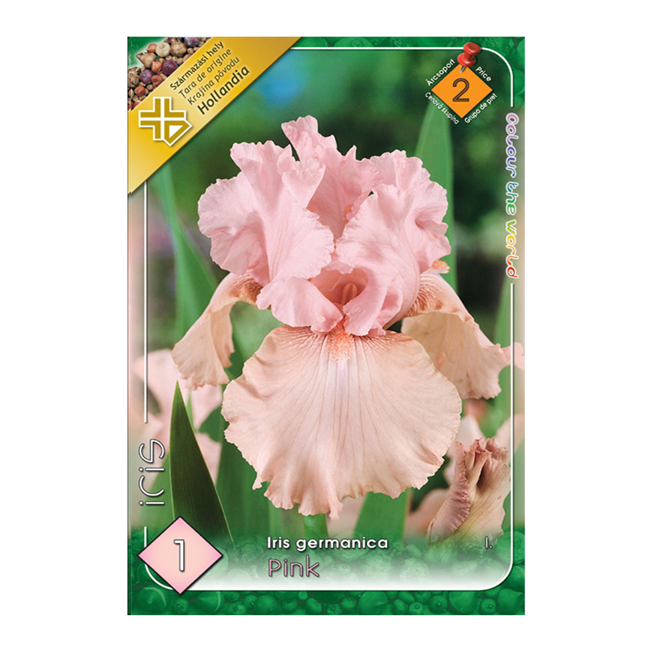 Bulbi Iris germanica Pink  1 buc