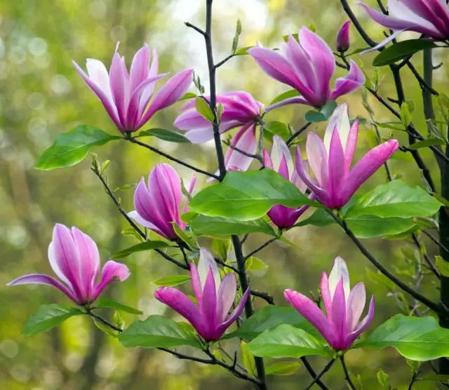 Magnolia Susan