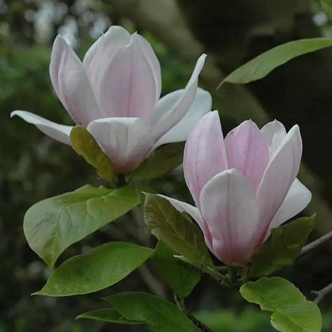 Magnolia Verbanica