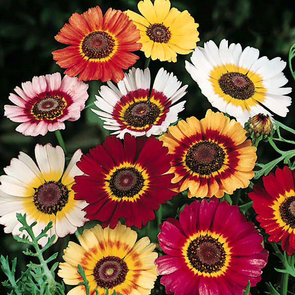 Seminte flori Margarete (Chrysanthemum carinatum) mix 1g