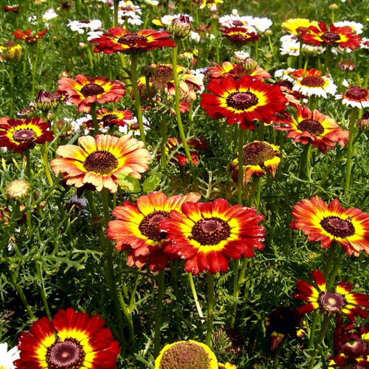 Seminte flori Margarete (Chrysanthemum carinatum) mix 1g
