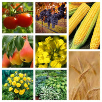 Thumbnail for Insecticid Mospilan 20 SG (1.5g, 3g, 50g, 100g)