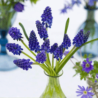 Thumbnail for Bulbi Muscari Armeniacum 10 buc